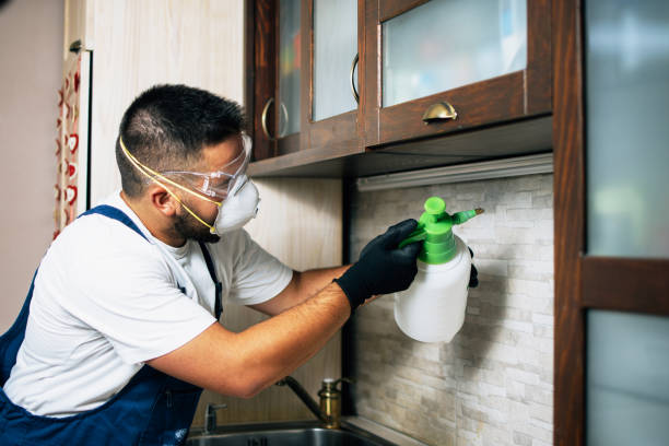 Best Local Pest Control Services  in Eveleth, MN