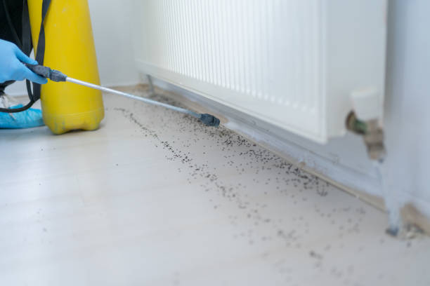 Best Mosquito Control Services  in Eveleth, MN