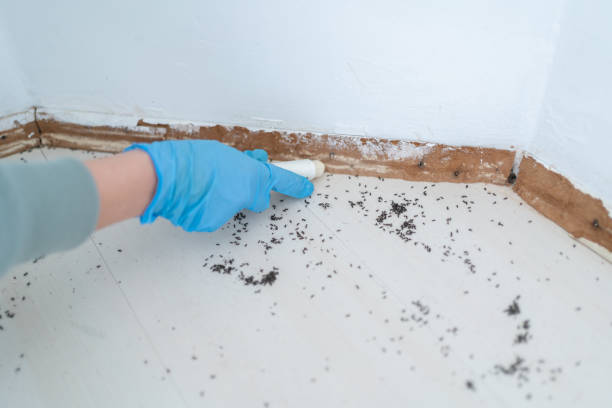 Best Best Pest Control Companies  in Eveleth, MN