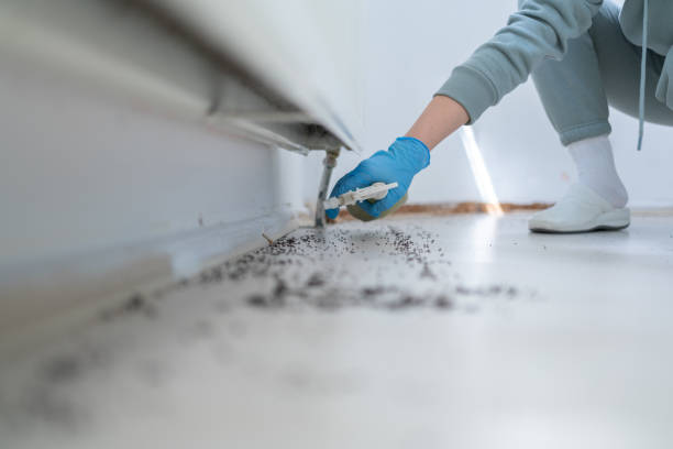 Best Termite Control Services  in Eveleth, MN